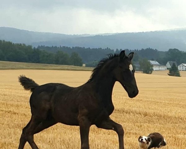 horse Million (Westphalian, 2021, from E.H. Millennium)