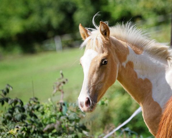 horse Malibu on Ice (Pinto / Pony, 2019, from Magic On Ice)