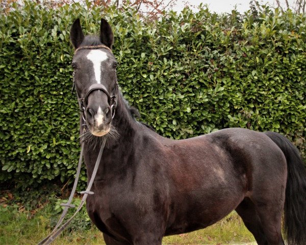 Springpferd Thaya 6 (Lipizzaner, 2004, von 3622-827 Pluto XIV-35)