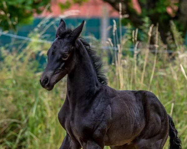 Caballo Danubian Queen (Trakehner, 2022, de Kwahu) Caballo Danubian Queen (Trakehner, 2022, de Kwahu)