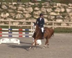 broodmare Mullentine Tutti Frutti (Irish Sport Horse, 2009, from Burggraaf)