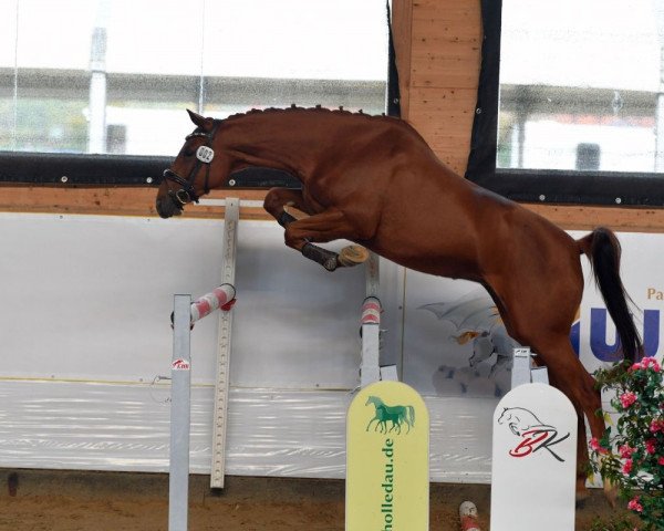 jumper Grace (German Sport Horse, 2019, from Acolydor)