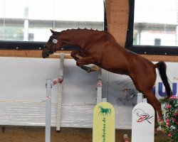 jumper Grace (German Sport Horse, 2019, from Acolydor)
