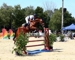 Springpferd Buddy Holly S (Westfale, 2016, von Balous Bellini)