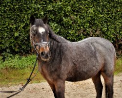 dressage horse Paulinchen 36 (Pony without race description, 1997, from Unbekannt Pony)