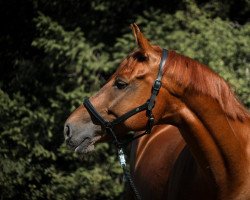 Springpferd Corney (Württemberger, 2011, von FBW Cayton)