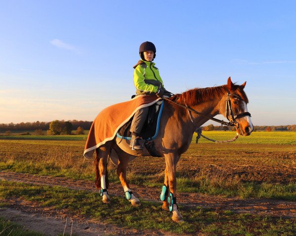 horse Carina (German Riding Pony, 1992, from Constantin) horse Carina (German Riding Pony, 1992, from Constantin)