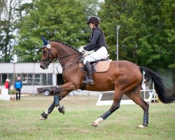 broodmare Gwen (Oldenburg show jumper, 2016, from Caretinus K)
