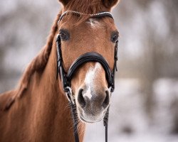 broodmare Ranky (Hanoverian, 2004, from Rosentau)