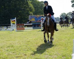 dressage horse Holsteins Dragon Heart (German Riding Pony, 2008, from Fs Disagio)