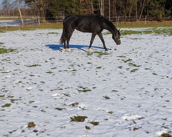 horse Charlotta KRH (Westphalian, 2020, from Chubakko)