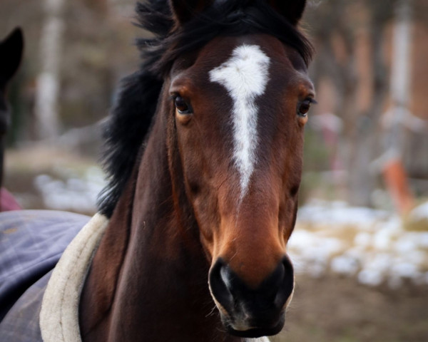 horse Tirana (Hanoverian, 2006, from Toronto)