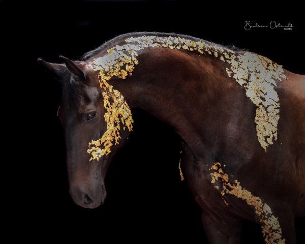 Pferd Courage BE (Rheinländer, 2006, von Canonicus)