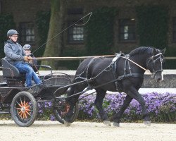 Zuchtstute Elsa (Rheinisch-Deutsches Kaltblut, 2018, von Elton John)