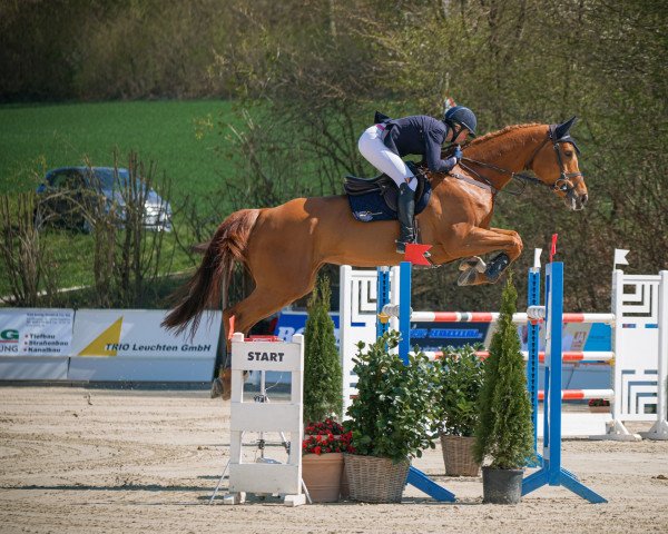 Springpferd Sara JN (Westfale, 2014, von Sandro Boy)