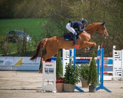 Springpferd Sara JN (Westfale, 2014, von Sandro Boy)