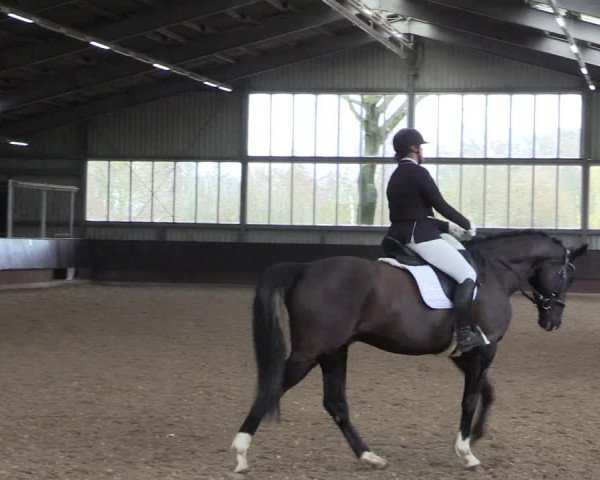 Reitturnier Greven 2023