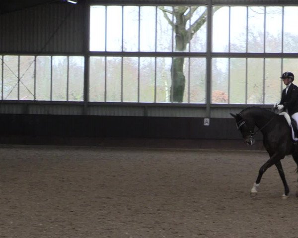 Reitturnier Greven 2023