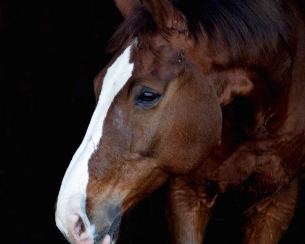 jumper Salvatore 18 (Bavarian, 2002, from Sterntänzer)