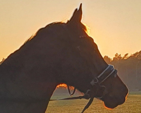 dressage horse Ally Pyrelli (Westphalian, 2014, from All At Once)