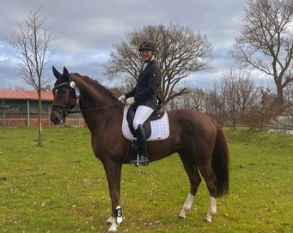 Springpferd Liverpool (KWPN (Niederländisches Warmblut), 2016, von Glock's Toto Jr.)