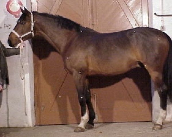 stallion Cinq Sous II (Selle Français, 1990, from Quat'Sous)