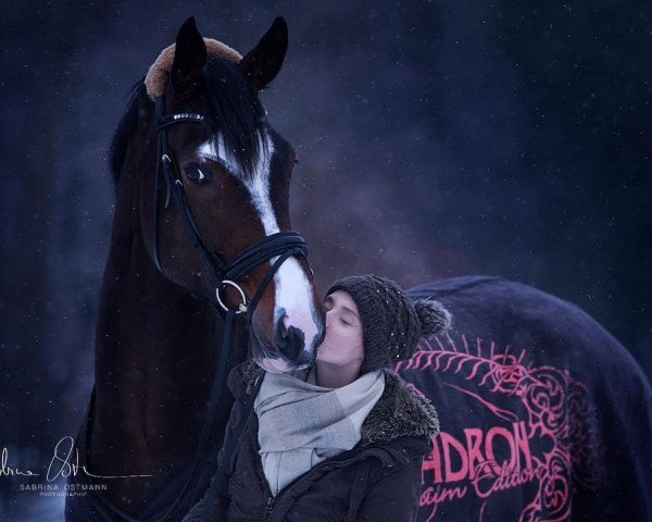 dressage horse Fidelio 289 (Westphalian, 2010, from Fineliner 2)