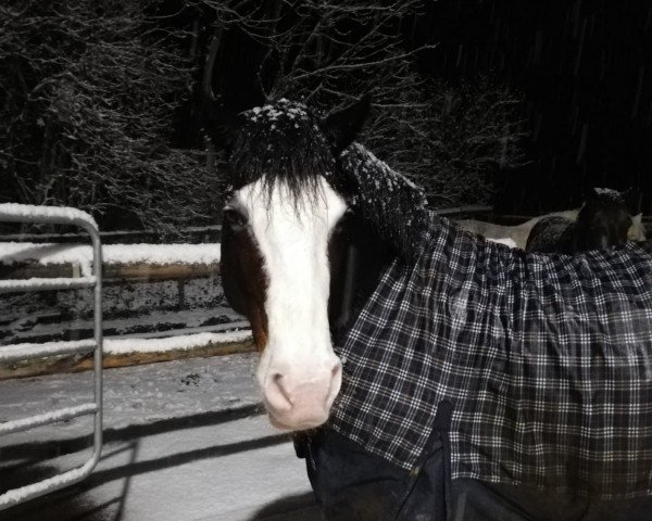 dressage horse Duke 341 (Welsh-Cob (Sek. D), 2013, from Crugmelyn Myrddin)