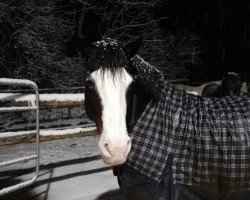 dressage horse Duke 341 (Welsh-Cob (Sek. D), 2013, from Crugmelyn Myrddin)