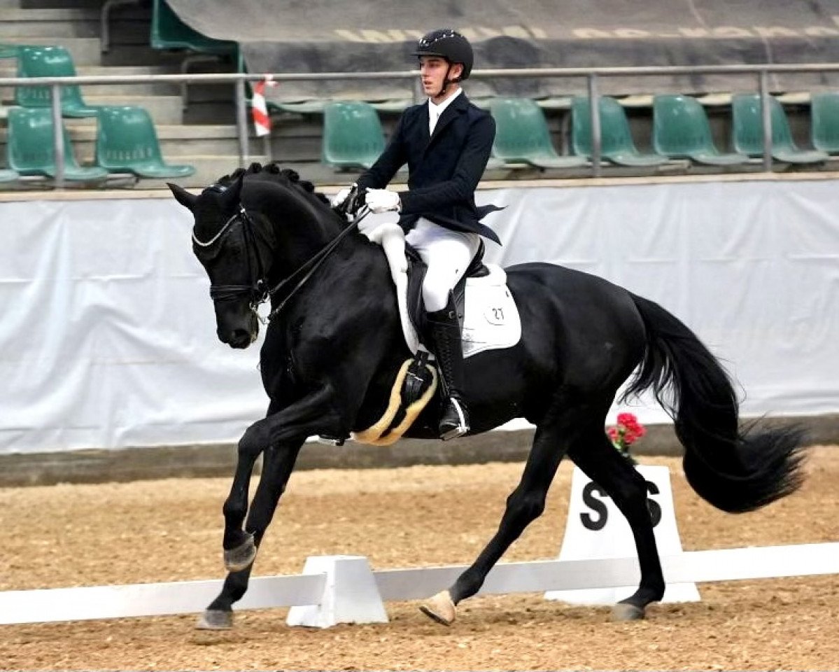 dressage horse Darwin 128 (Oldenburg, 2009, from Don Schufro)