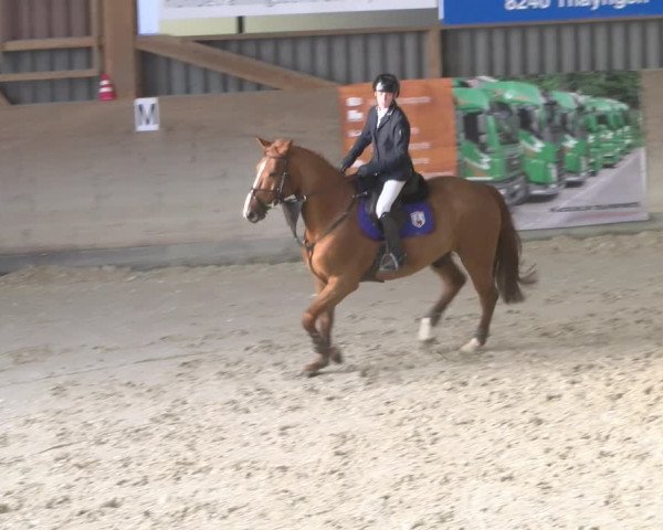 Reitturnier Schaffhausen 2023