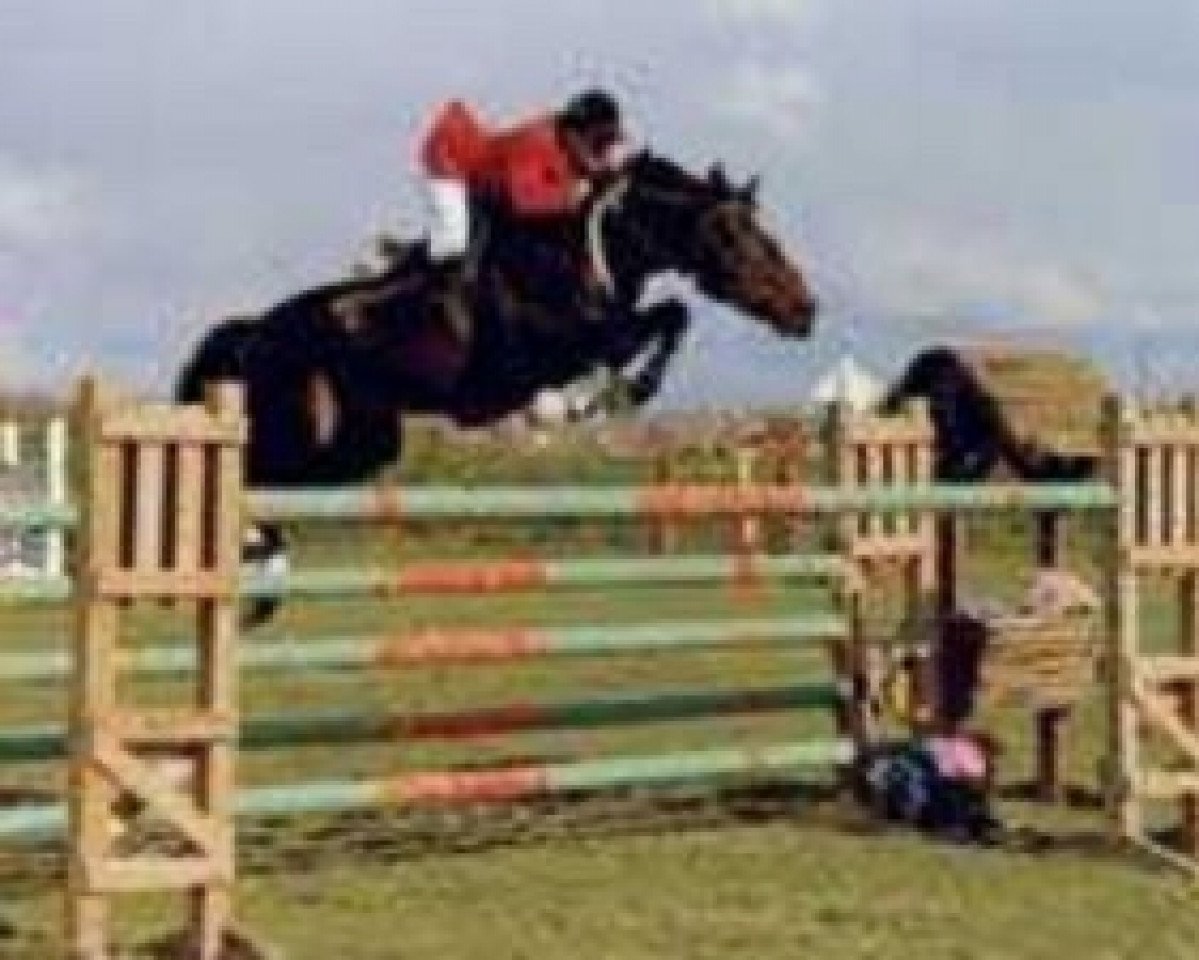 stallion Starky d'Anchin (Selle Français, 1984, from Dare Dare II AA)
