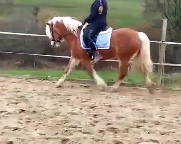 Video of Angel`s Amy v. Liz.Wales