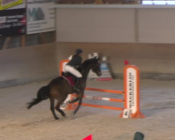 Reitturnier Schaffhausen 2023