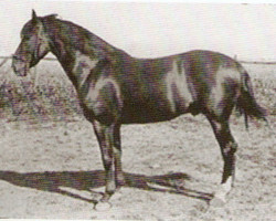horse Melena (Pura Raza Espanola (PRE), 1894, from Algareno)