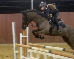 jumper Safierra (New Forest Pony, 2008, from Polsbury Pirelli)