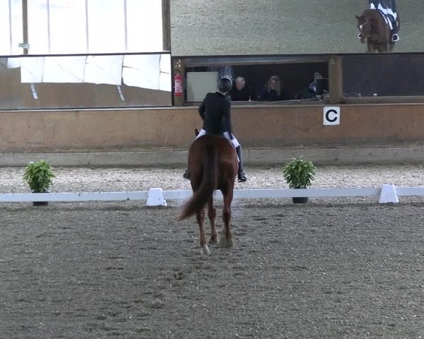 Reitturnier Ratingen 2023