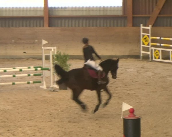 Reitturnier Schaffhausen 2023