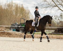 dressage horse Stanley 216 (Hanoverian, 2014, from Spörcken)