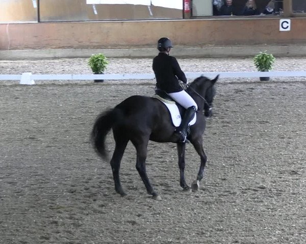 Reitturnier Ratingen 2023