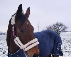 jumper Coolio 27 (German Sport Horse, 2008, from Coco Maurice)