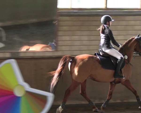 Reitturnier Hildesheim-Marienburg 2023