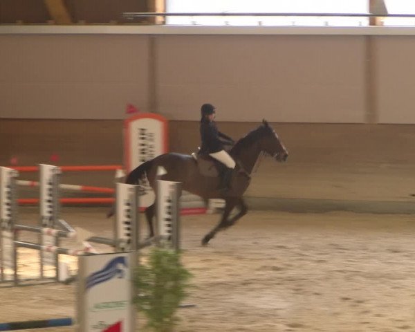 Reitturnier Schaffhausen 2023