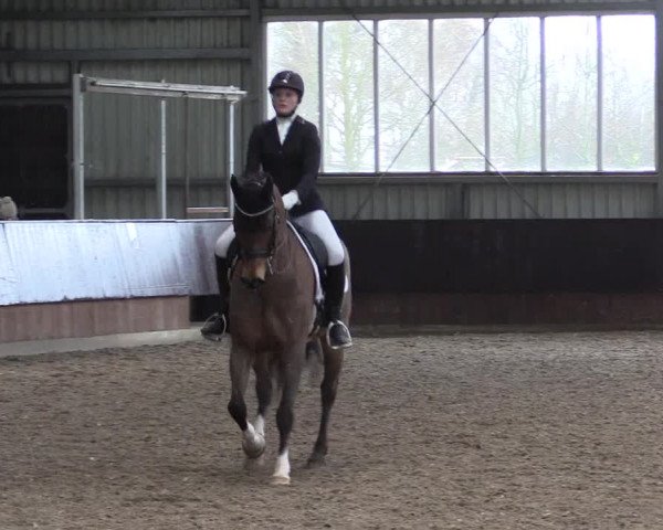 Reitturnier Greven 2023