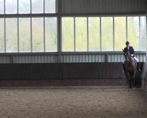 Reitturnier Greven 2023