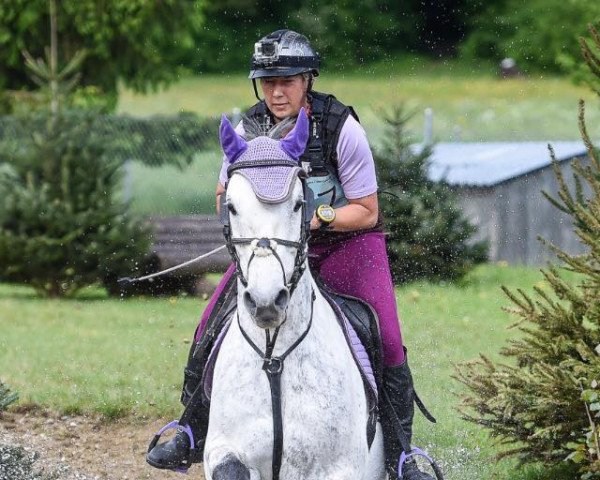 jumper Snh Classic (Westphalian, 2005, from Castillo)