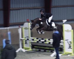 jumper Miss Dynamite K (Holsteiner, 2018, from Casall Ask)