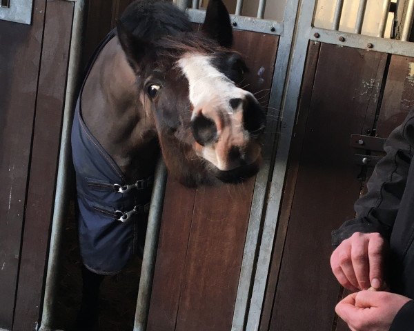 jumper Danny de Vito 12 (German Riding Pony, 1998, from Durello)