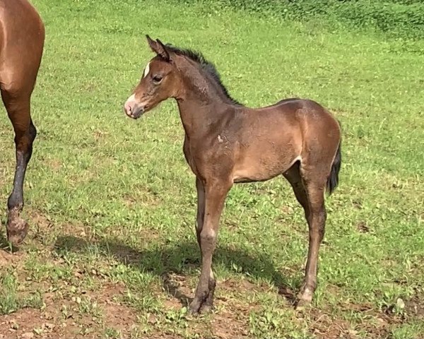 horse Dream of Love L (German Sport Horse, 2021, from Dynamic Dream)