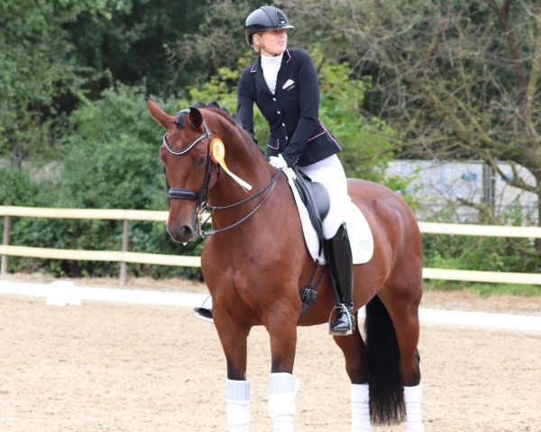 dressage horse Luiz Barroso (Hanoverian, 2012, from Henglein's Licosto)